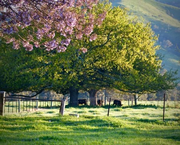 Alexandra Farmstay エクステリア 写真